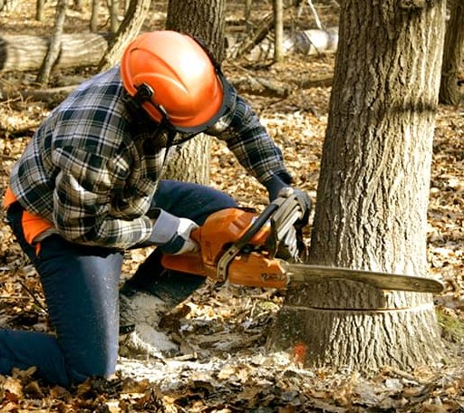 Tree Removal in Milton, IL